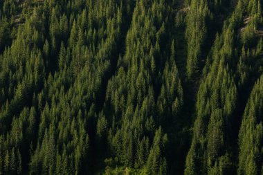 İnce Çığ Kanalları Rainier Dağı Ulusal Parkı 'ndaki Çam Ormanını Kırdı