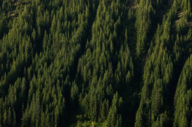 Thin Avalanche Chutes Break Up Pine Forest in Mount Rainier National Park clipart