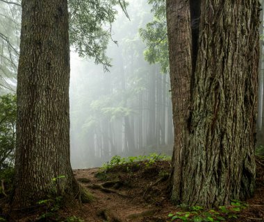 Redwood Ulusal Parkı 'ndaki Sisli Yol' a giden Tepeden Tırmanıyor