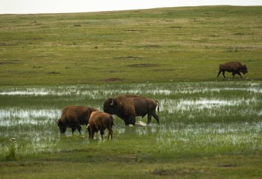 Geniş Erkek Bizon Rüzgâr Mağarası Ulusal Parkı 'ndaki Bataklık Vadisi' nde Yürüyor