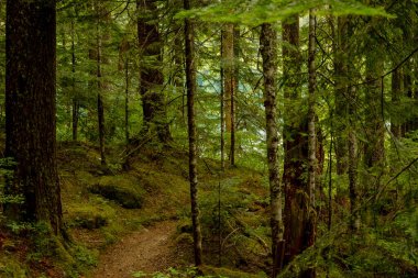 Dar Yol, Rainier Dağı Ulusal Parkı 'ndaki Yeşil Göl' e gidiyor.