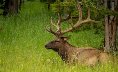 Dinlenen Bul Geyiği Boynuzları Yellowstone 'daki Ağaç Dalında Karışmaktan Koruyor