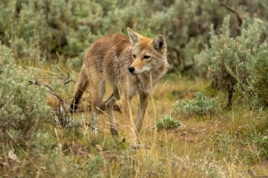 Yellowstone Ulusal Parkı 'nda bir şey çakalların dikkatini çekiyor.