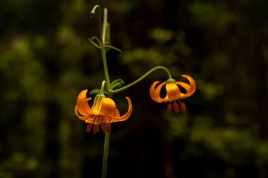 Redwood Ulusal Parkı 'nda İki Kaplan Zambağı Çiçek Açtı