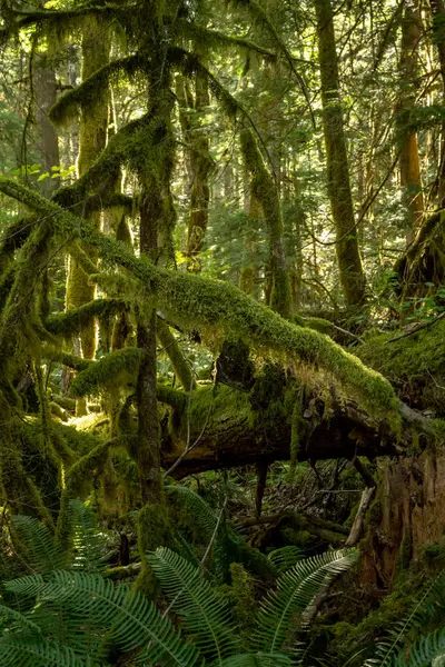 Kuzey Şelaleleri Ulusal Parkı 'nda Kalın Yosun Kaplama Ağaçları