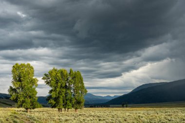 Lamar Vadisi 'nde Parlak Yeşil Ağaçlar Koyu Yağmurlu Bulutlar Yellowstone' da Toplanırken