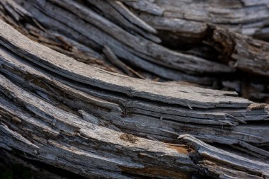 Rainier Dağı Ulusal Parkı 'ndaki Kurumuş Ağaç Gövdelerini Kapat