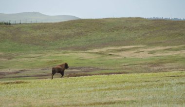 Female Bison Prances Across The Prairie In Wind Cave clipart