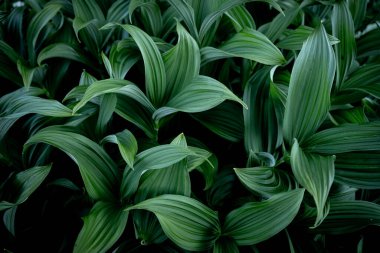 Helleboro Sarmalının Yeşil Yaprakları