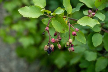 Farklı renklerde yabanmersini yetiştirmek Buzul Ulusal Parkı 'ndaki çalılıklarda yetişir.