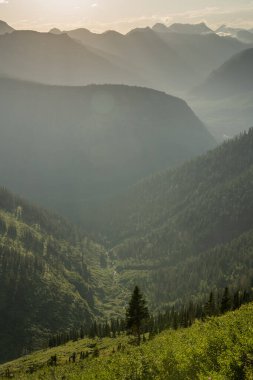 McDonald Creek Buzul Ulusal Parkı 'ndaki Dağların Altındaki Vadide Akıyor