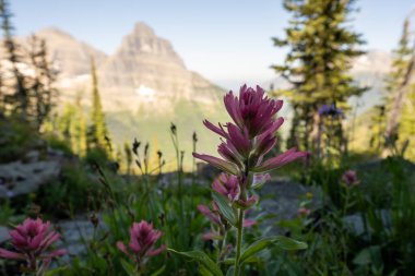 Buzul Ulusal Parkı 'nda Pembe Boya Fırçası Çiçek Açtı