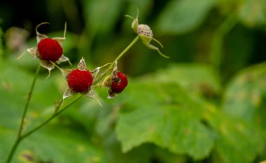 Red Thimbleberries are Perfectly Ripe on bush in Glacier National Park clipart