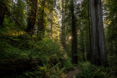 Redwood Ulusal Parkı 'nda Ağaçların Arasında Küçük Güneş Patlaması