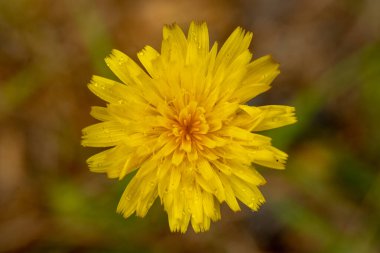 Düz Dağ Karahindiba Yazın Rainier Dağı Milli Parkı 'nda Parlıyor