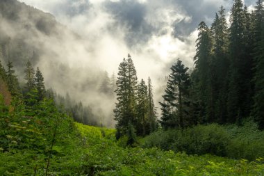 Uzun çamlar, Rainier Dağı Ulusal Parkı 'ndaki Ipsut Geçidi' nin Altındaki Arka Işıkta Saklanıyor