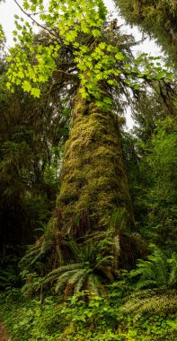 Olimpiyat Ulusal Parkı 'ndaki Hoh Yağmur Ormanındaki Büyük Yosun Kaplı Ağaç Dikey Panoraması