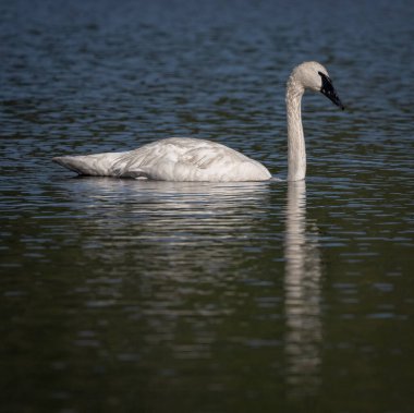 Adult Swan Reflects In The Rippling Waters Of Grebe Lake in Yellowstone clipart