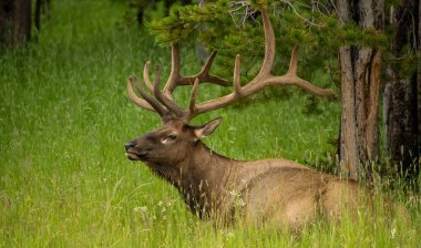 Boğa Geyiği Ağacın Altında Gözünün altında Açık Göz Bezi Var