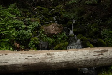 Rainier Dağı Ulusal Parkı 'ndaki Kereste Köprüsü' nün Arkasındaki Dereler