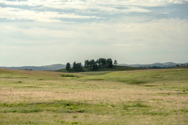 Distant Grove Of Trees Gathered On Top Of A HIll In Wind Cave National Park clipart