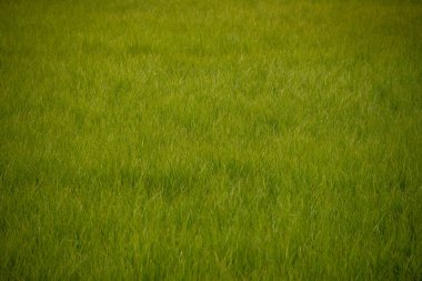 Yeşil Çimenin Genişliği Yellowstone Çerçevesini doldurur