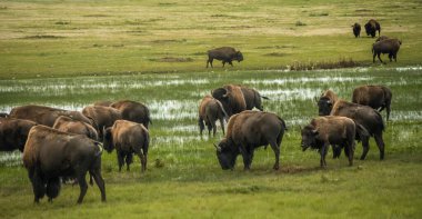 Bison Sürüsü Rüzgardaki Bataklık 'ın Kıyısında, Ulusal Parkı' nda otluyor.