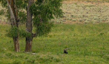 Boz Ayı Yellowstone 'daki Lamar Vadisi' ndeki iki ağacın altında dinleniyor.