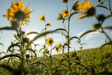 Rüzgâr Mağarası Ulusal Parkı 'nda Mavi Gök' e Karşı Bir Ayçiçeği Karmaşasına Bakmak