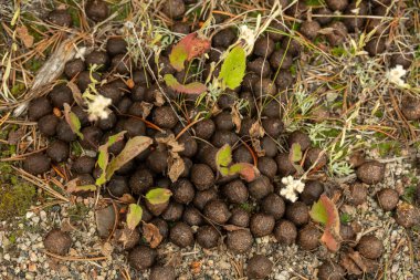 Geyik Dışkısı Yellowstone Ulusal Parkı 'ndaki Yol Kenarı boyunca Kuruyor