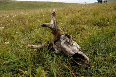 Yellowstone 'daki Mary Dağı patikası boyunca yeni ölmüş geyik kafatasının üzerinde kalan küçük kürk parçaları.