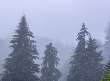 Tops Of Dark Pines In Thick Fog clipart