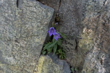 Two Harebell Blooms Wedged Into Granite Rock Along Highline Trail in Glacier National Park clipart