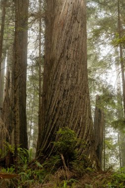 Sekoya Ulusal Parkı 'nda Sis içindeki Sekoya Kabuğunun Kıvrımlı dokusu