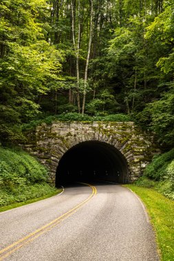 Parlak Yeşil Bitkiler, Kuzey Carolina 'daki Blue Ridge Yolu boyunca Büyük Cadı Tüneli' ni çevreledi.