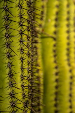Saguaro Kaktüsü 'nün Kıyısında Saguaro Ulusal Parkı' nda Bir Kişi Daha Var