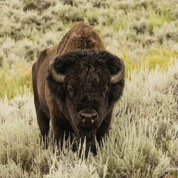 Yellowstone 'da Bilge Fırçada Duran Bizonun Parlak Pozisyonu