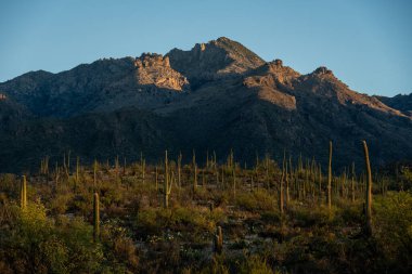 Sabah güneşi Tucson 'un dışındaki Sabino Kanyonu' ndaki Saguaro Kaktüsü 'nü ve dağ tepelerini ısıtıyor.