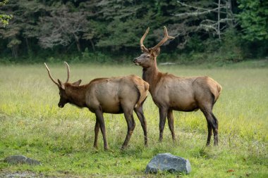 Cataloochee Vadisi 'ndeki Gürültü Ürküten Spike Geyiği