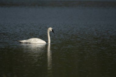 Single Adult Swan Reflecs In Grebe Lake in Yellowstone clipart