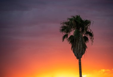 Arizona 'da Bulutlu Gradyan Günbatımına Karşı Tek Palmiye