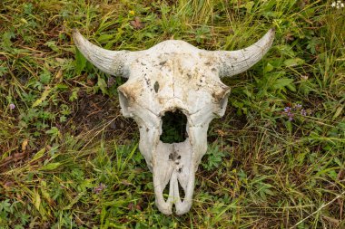 Yellowstone 'da Beyazlatılmış Bizon Kafatası Etrafında Küçük Mor Çiçekler Açtı