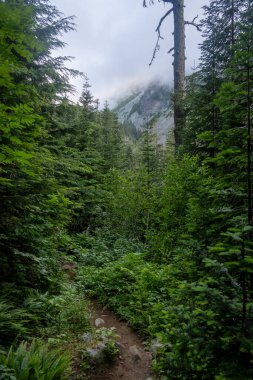 Trail Disppaears Into The Thick Green Forest Below A Fogged In Mount Rainier in summer clipart