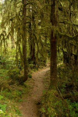 Trail Passes Between Trees With Low Hanging Mossy Branches in Olympic National Park clipart