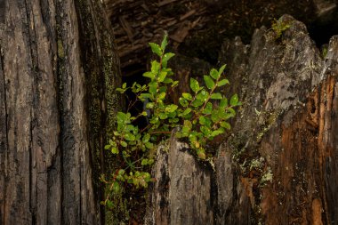 Su Damlacıkları Ağaç kütüğünde yetişen Küçük Çalıların Yapraklarında Toplanıyor