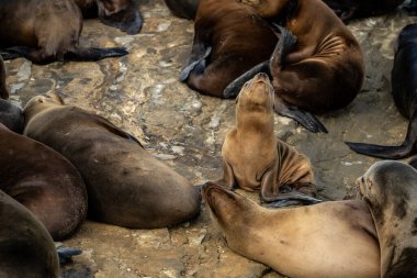 Baby Sea Lion Suns Itself Among The Sleeping Adults along the Pacific coast clipart