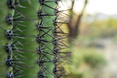 Saguaro Kaktüsünün Dikenlerinin Sağına Kopyalama Alanı ile Kapanışı