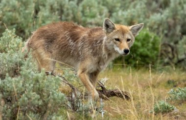 Yellowstone 'daki Lamar Vadisi' nde Çakal Kalabalığa Yaklaştı