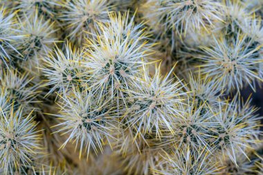 Kaktüs dikenlerinin sarı uçları Joshua Tree Ulusal Parkı 'nda patlayan havai fişekler gibi görünüyor.
