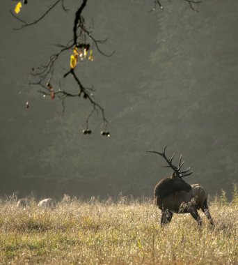 Gnarly Ağaç Dalları, Smokies 'i tırmalayan Boğa Geyiği Boynuzları' yla eşleşiyor.